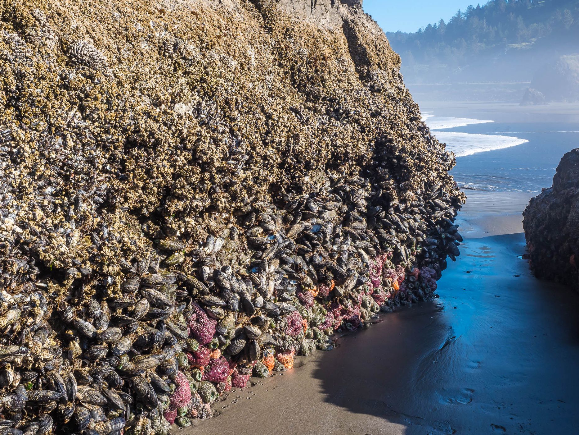 Myers Beach,Oregon, USA