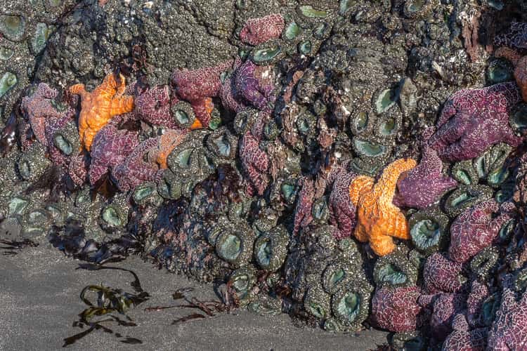 Myers Beach,Oregon