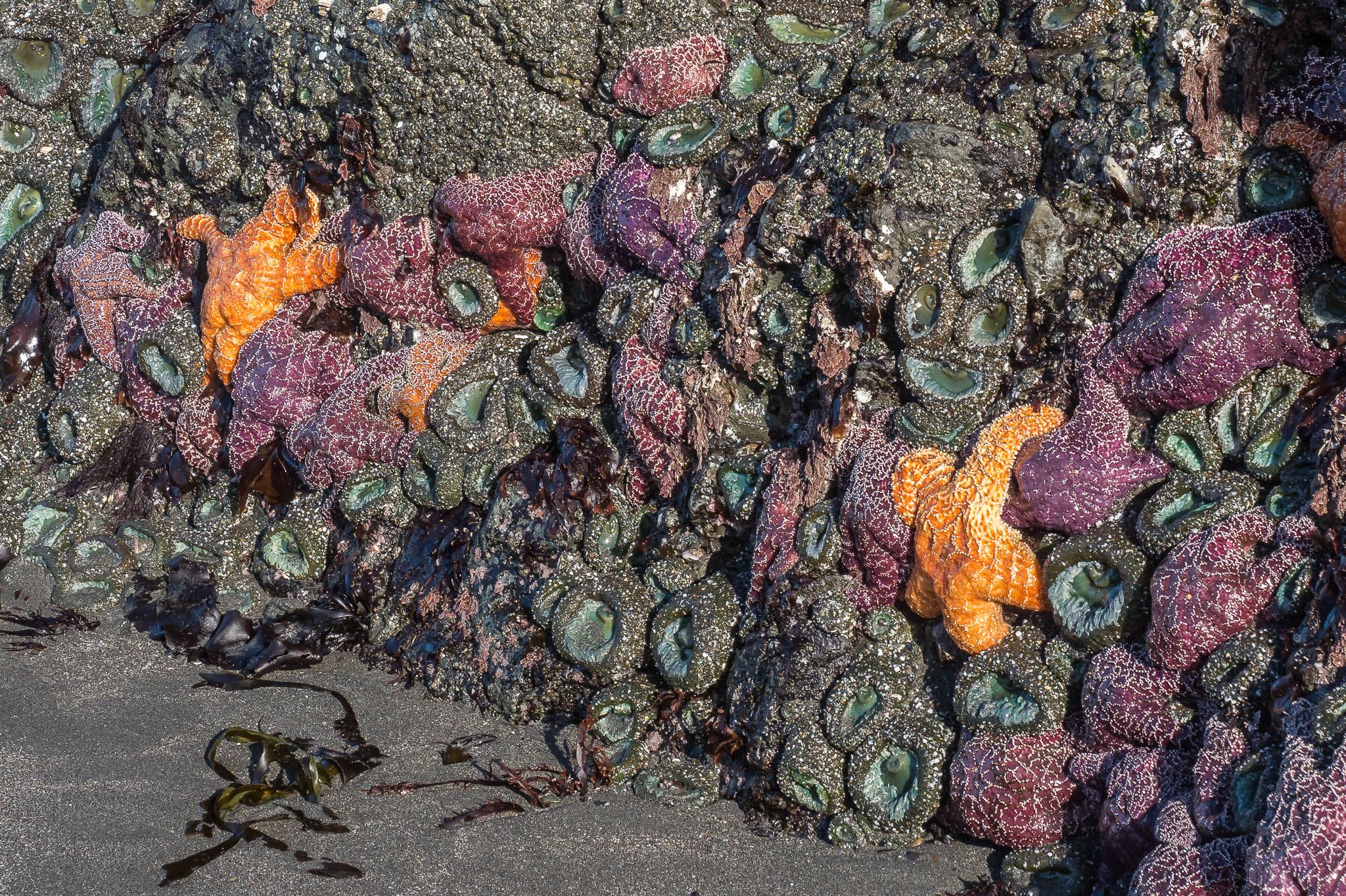 Myers Beach,Oregon, USA