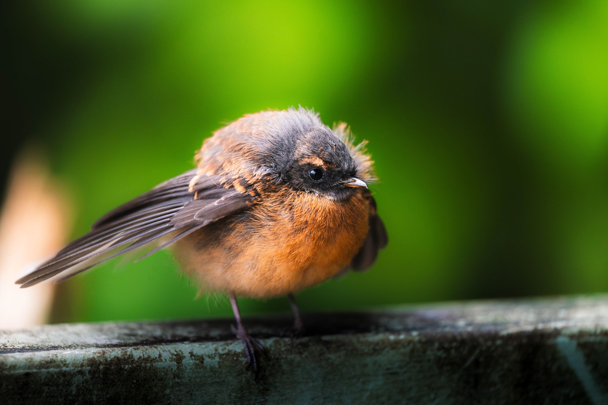 New Zealand Fantail, Abel Tasman, New Zealand