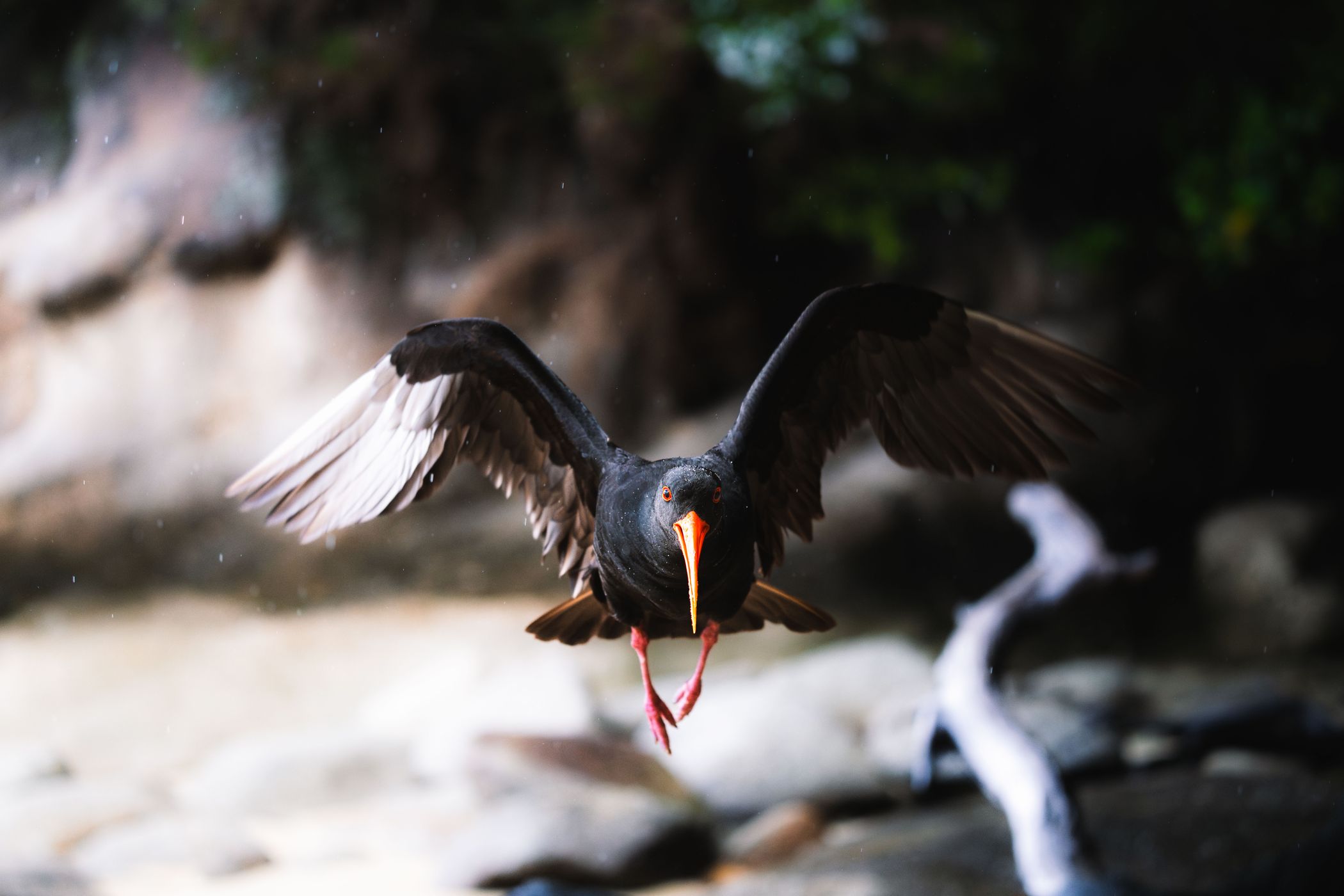 Oyster Catcher, Abel Tasman, New Zealand