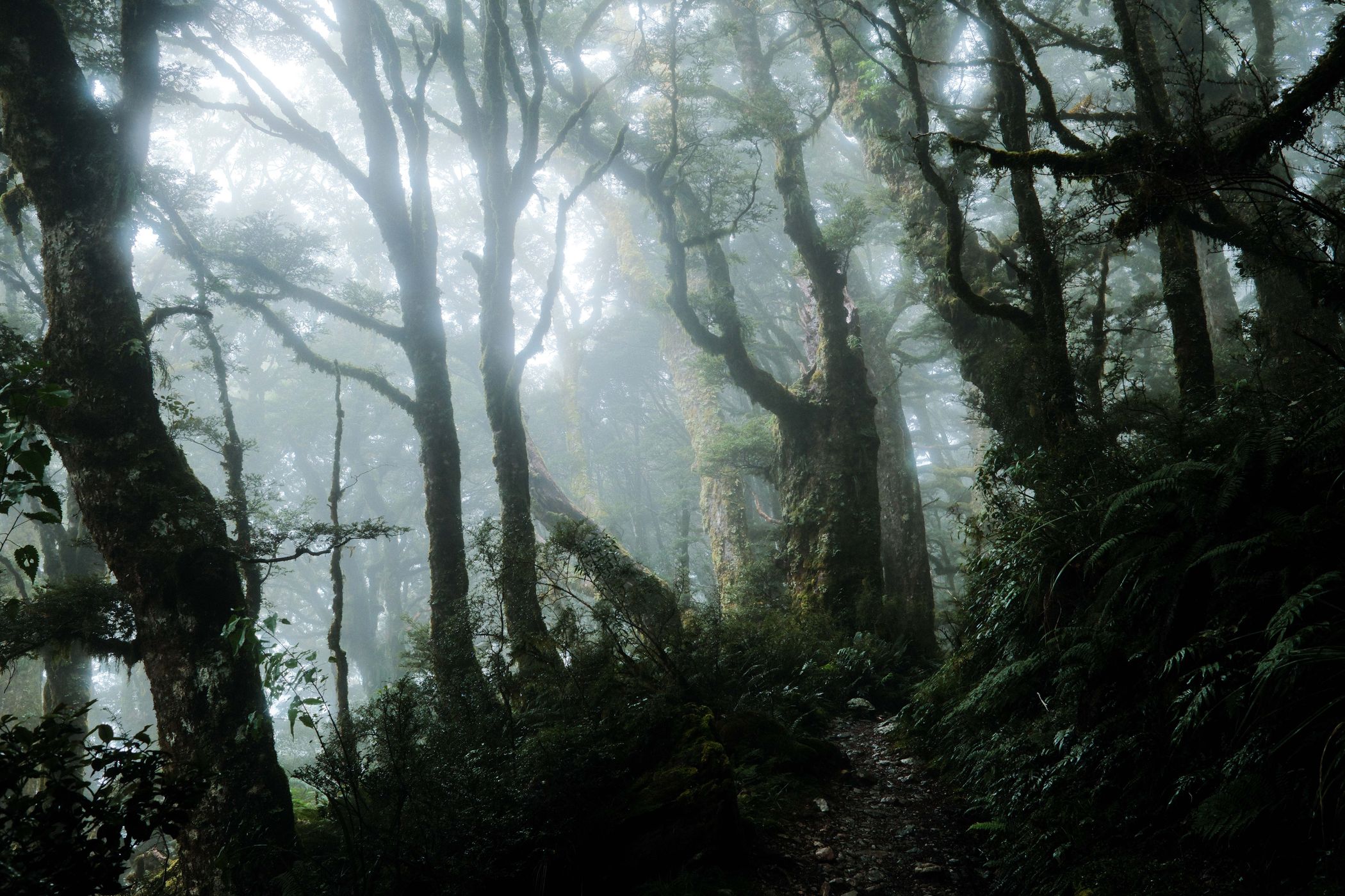 Rainforest at Routeburn Track, Fiordland National Park, New Zealand