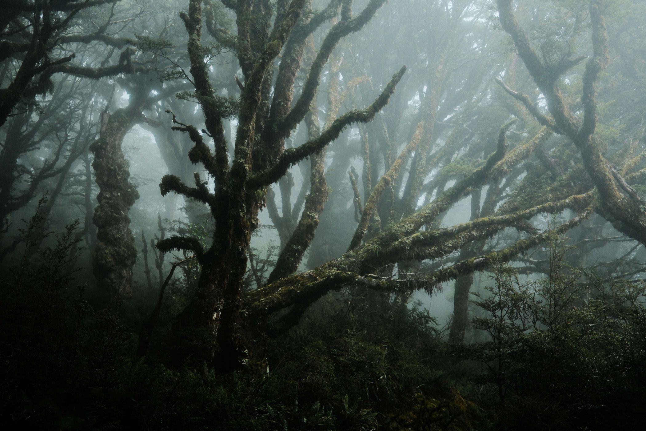 Rainforest at Routeburn Track, Fiordland National Park, New Zealand