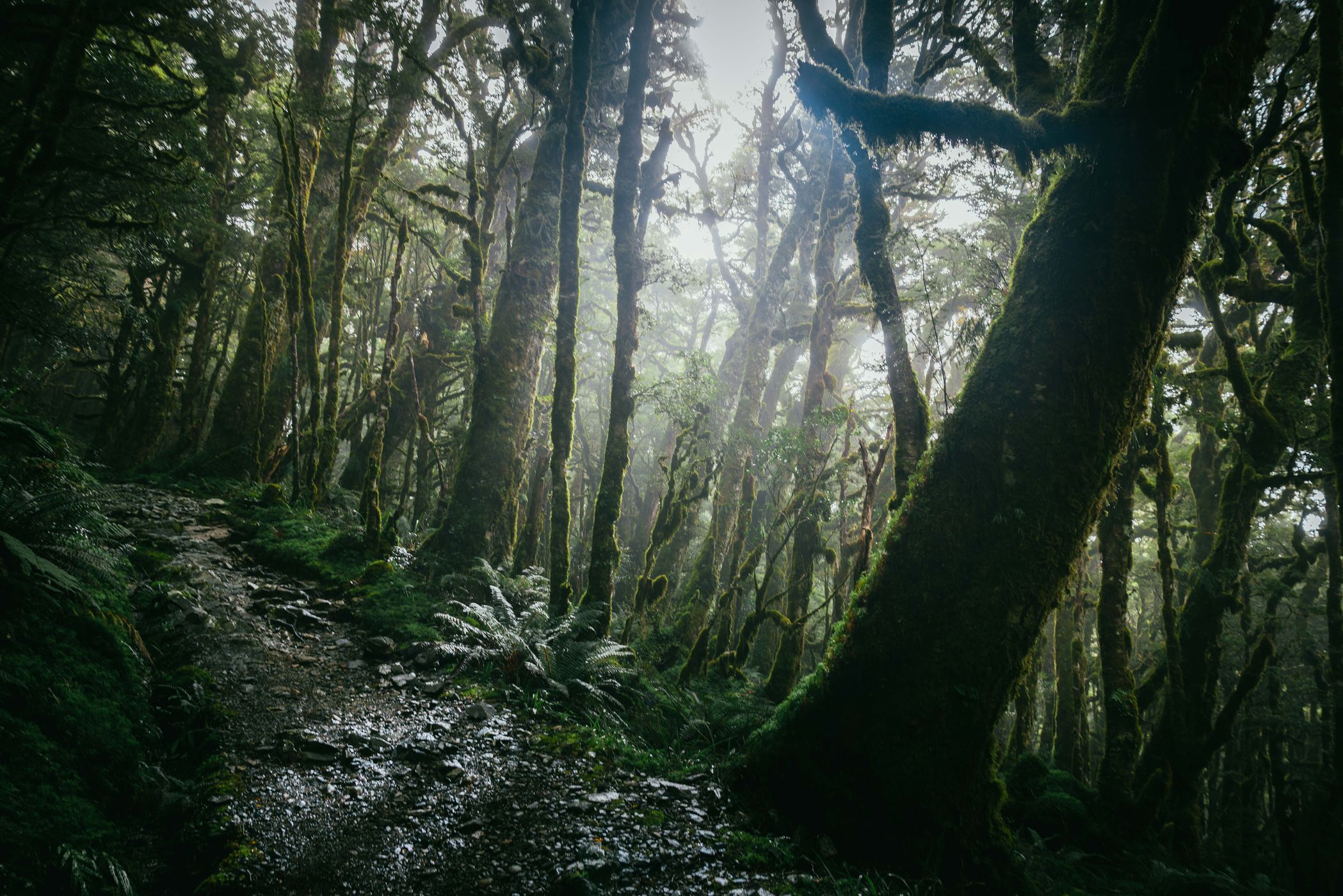 Rainforest at Routeburn Track, Fiordland National Park, New Zealand