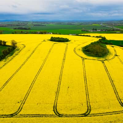 Rape Seed, Ireland