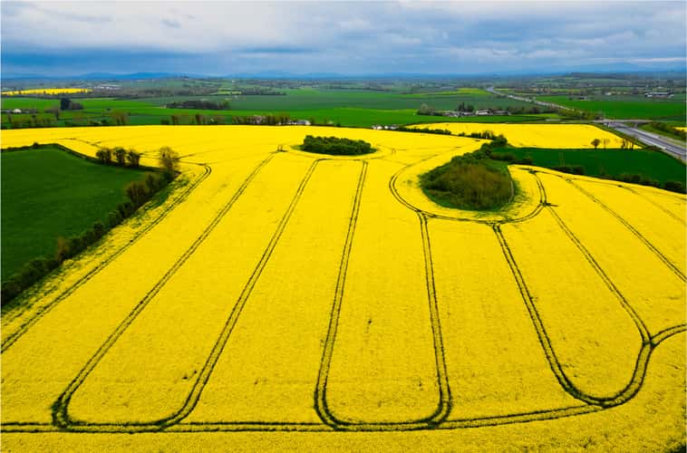 Rape Seed