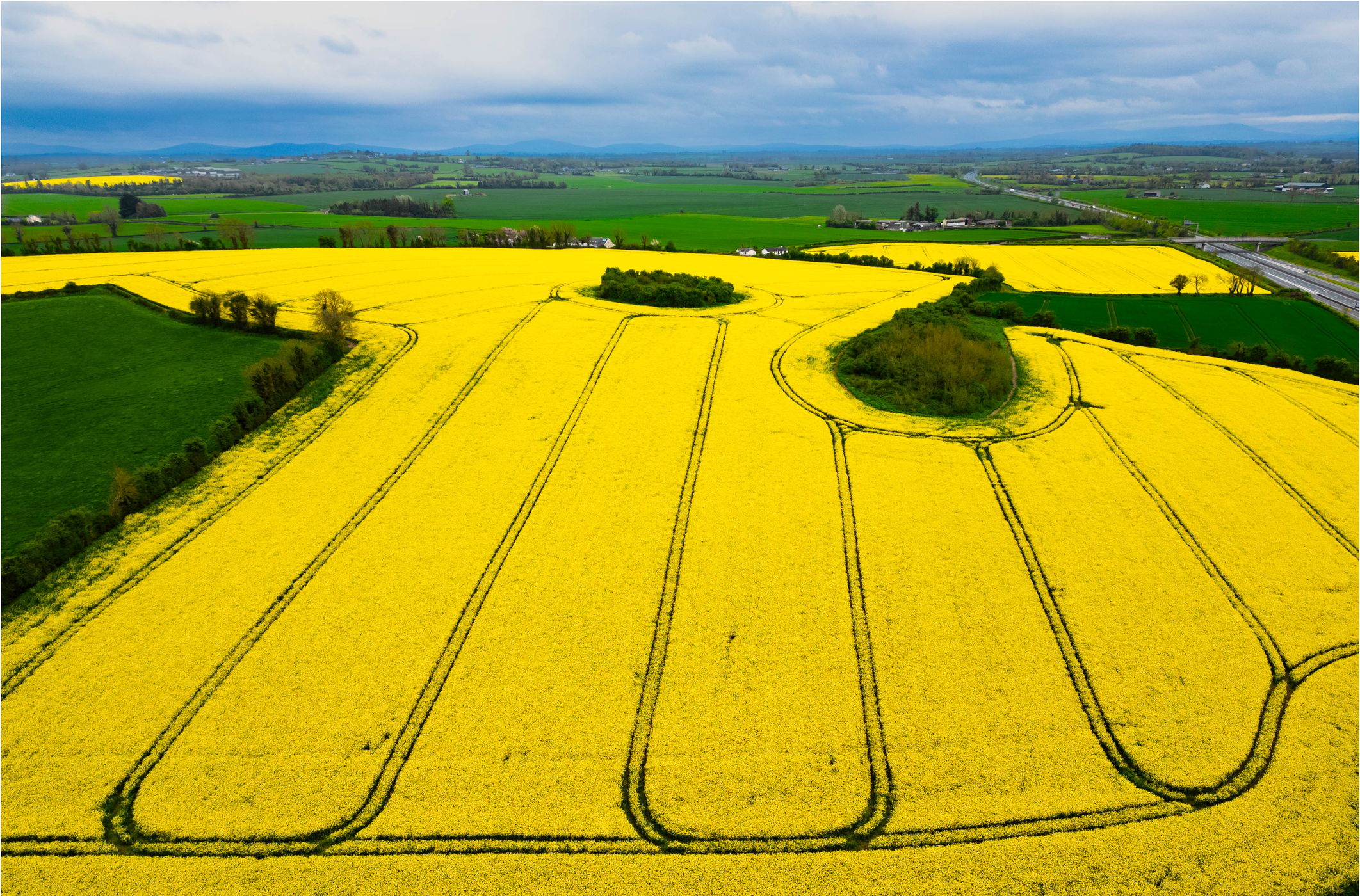 Rape Seed, Ireland