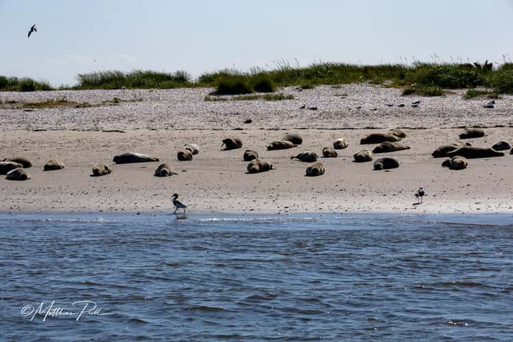 Seal bank off Büsum