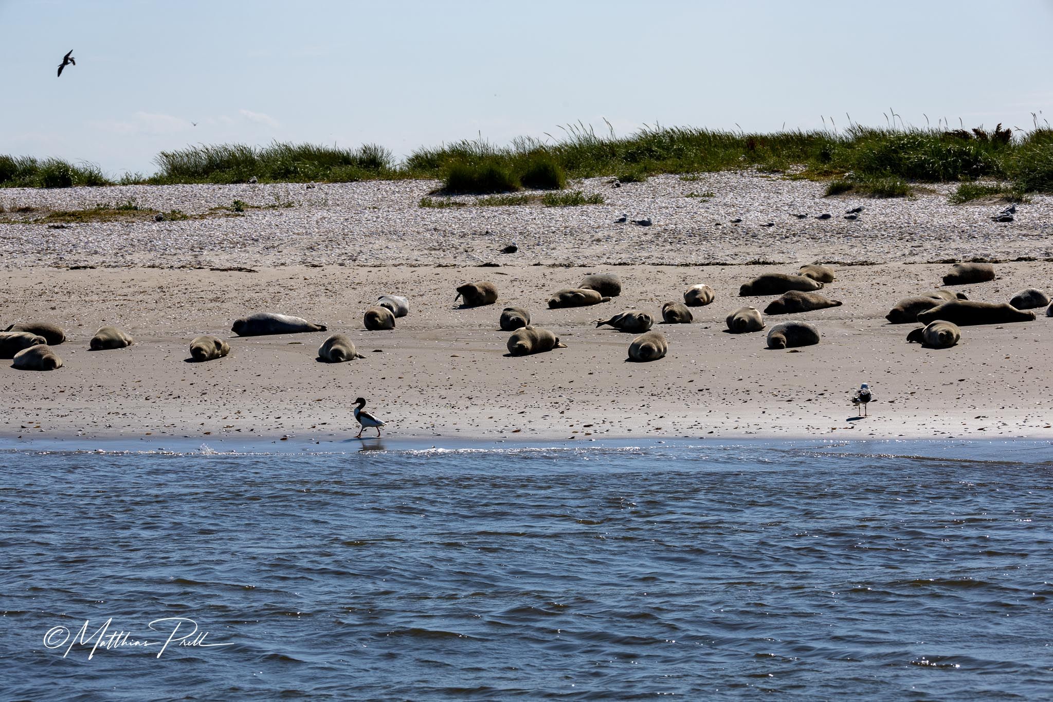 Seal bank off Büsum, Germany