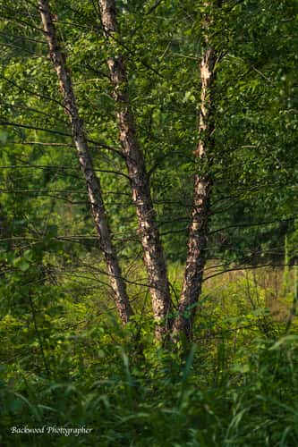 Sequoyah Wildlife Refuge