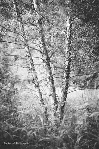Sequoyah Wildlife Refuge