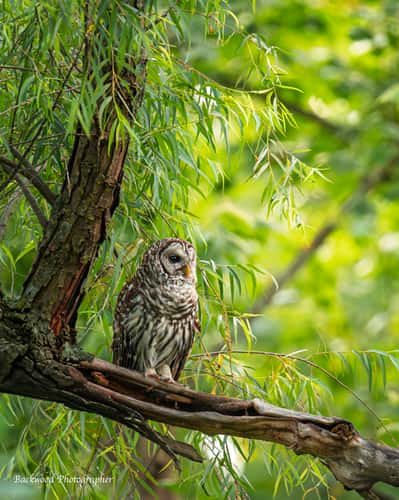 Sequoyah Wildlife Refuge