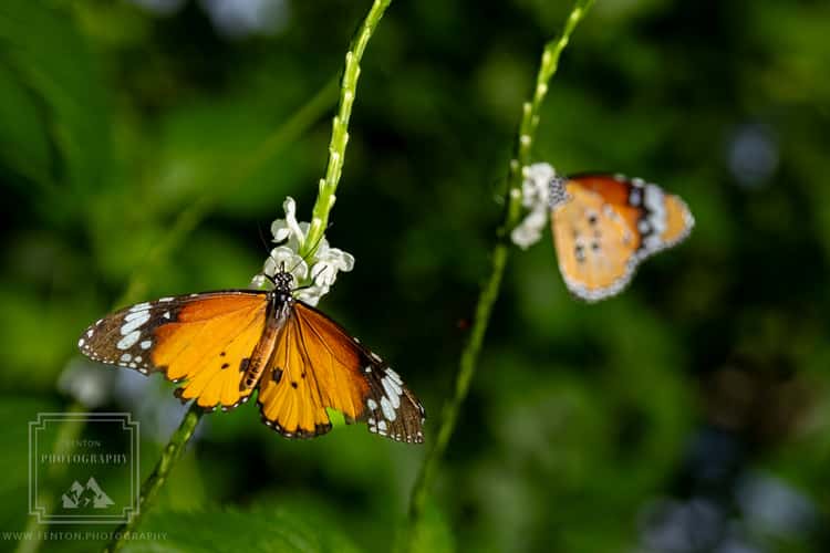 The Butterfly Farm Aruba