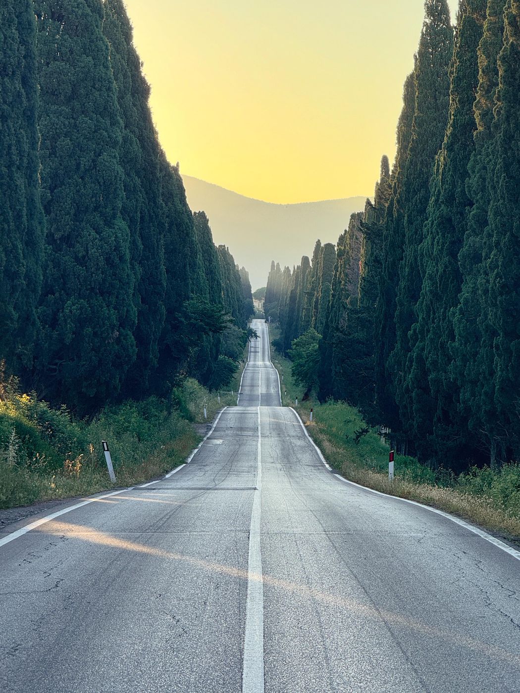 The road to Bolgheri, Italy