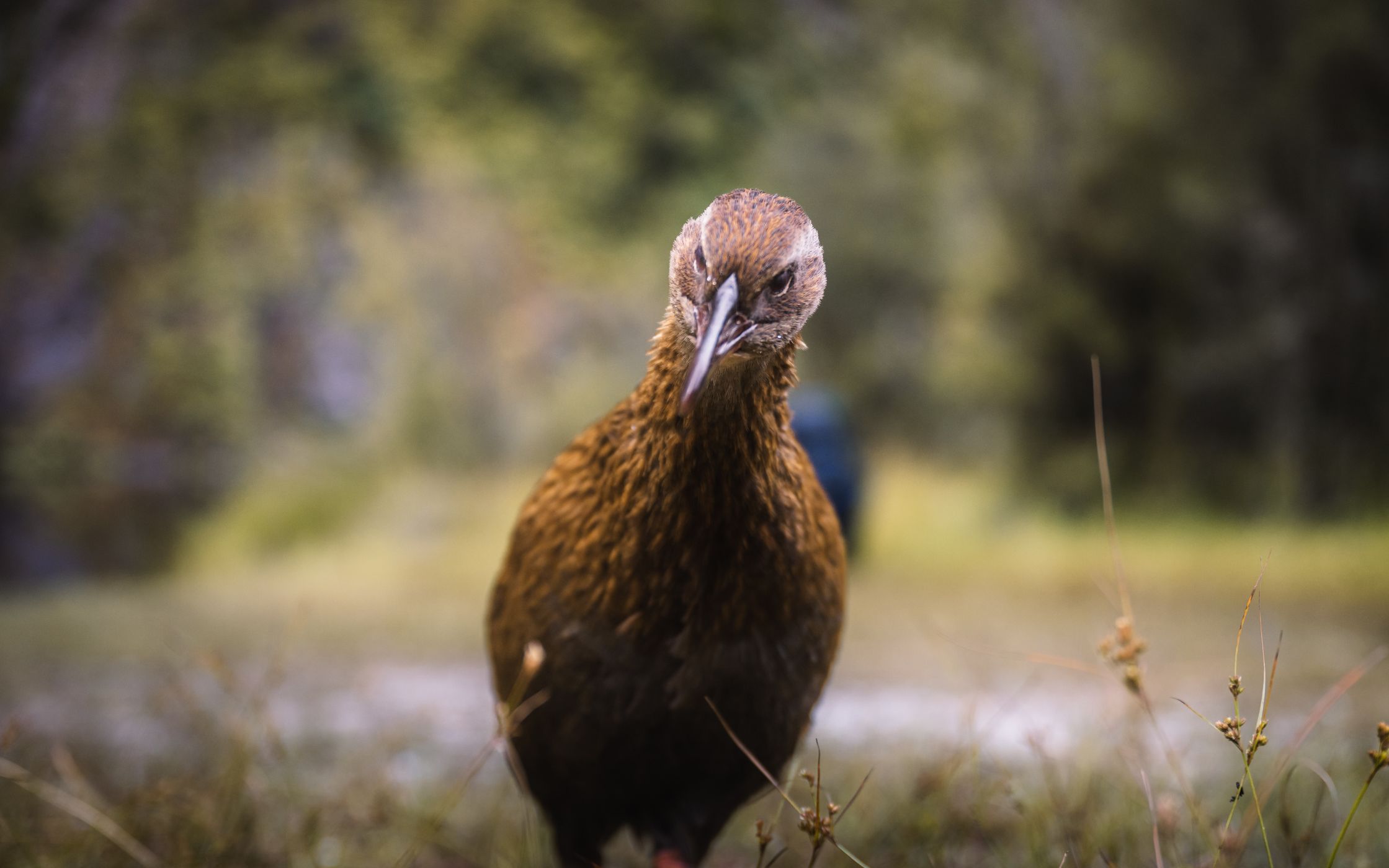 Weka Bird Quintin Lodge, New Zealand