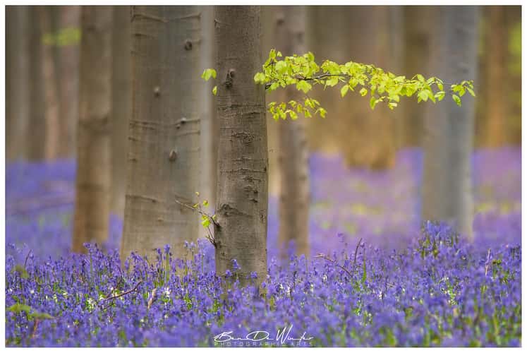 Bluebells in Hallerbos