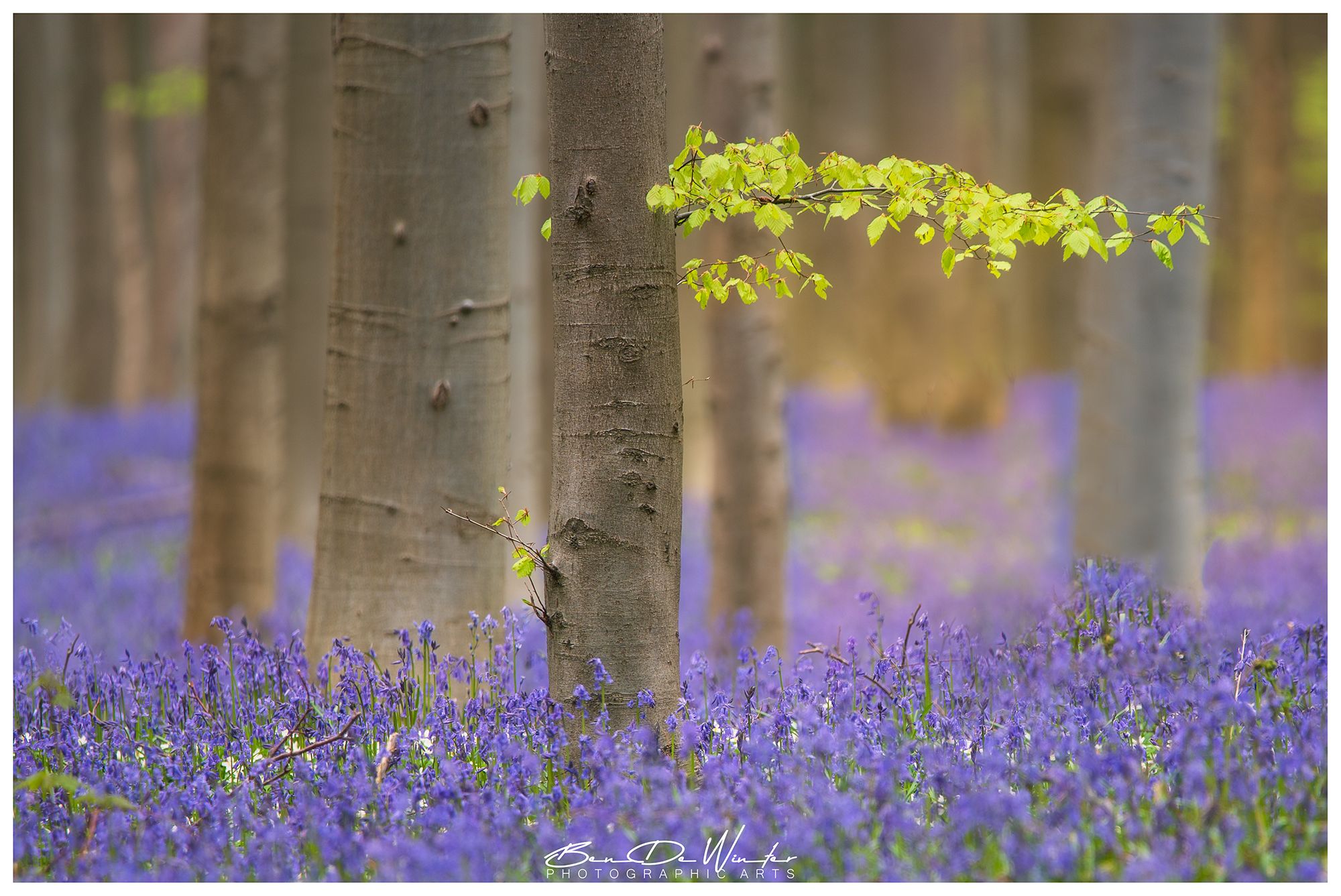 Bluebells in Hallerbos, Belgium