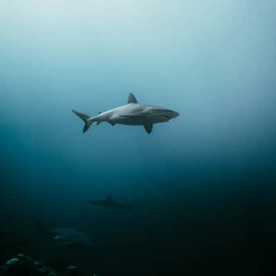 Bull sharks, shark reef marine reserve Pacific Harbour, Fiji
