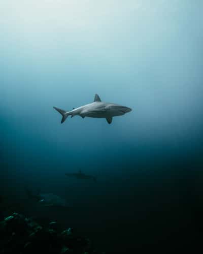 Bull sharks, shark reef marine reserve Pacific Harbour