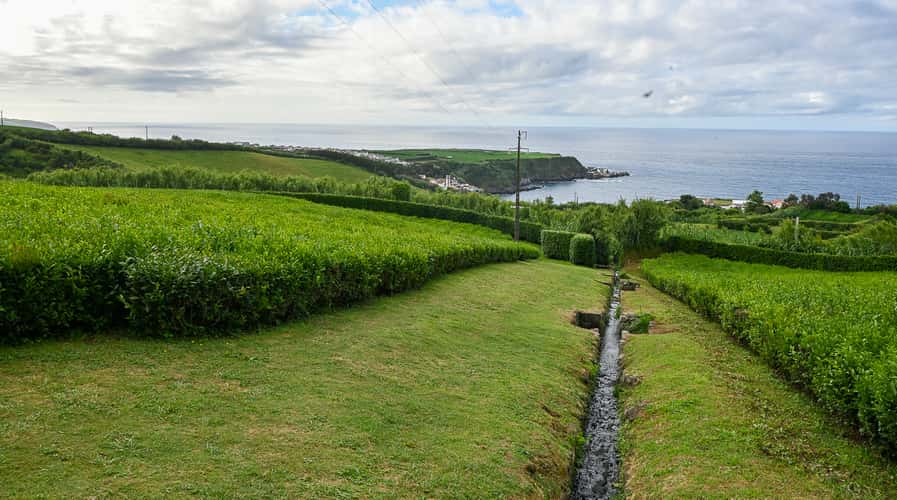 Chá Porto Formoso