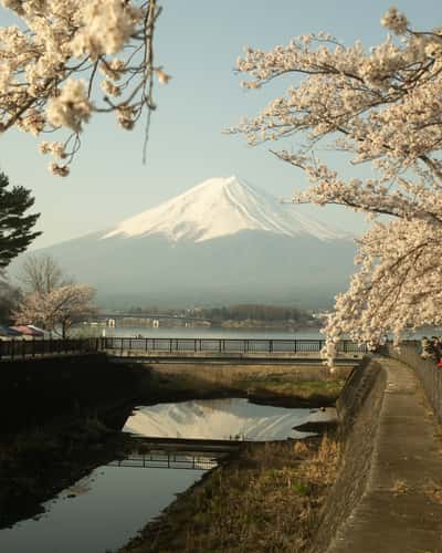 Cherry blossom in Kogamasao Memorial Park, Mount Fuji