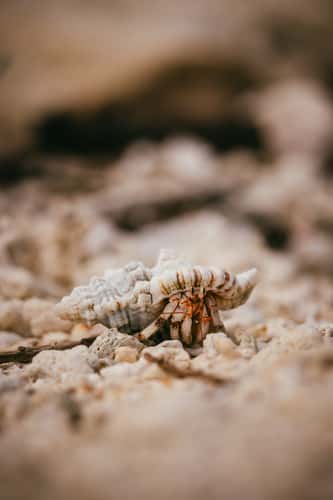 Crabs on Sandbank near Nanuku Island