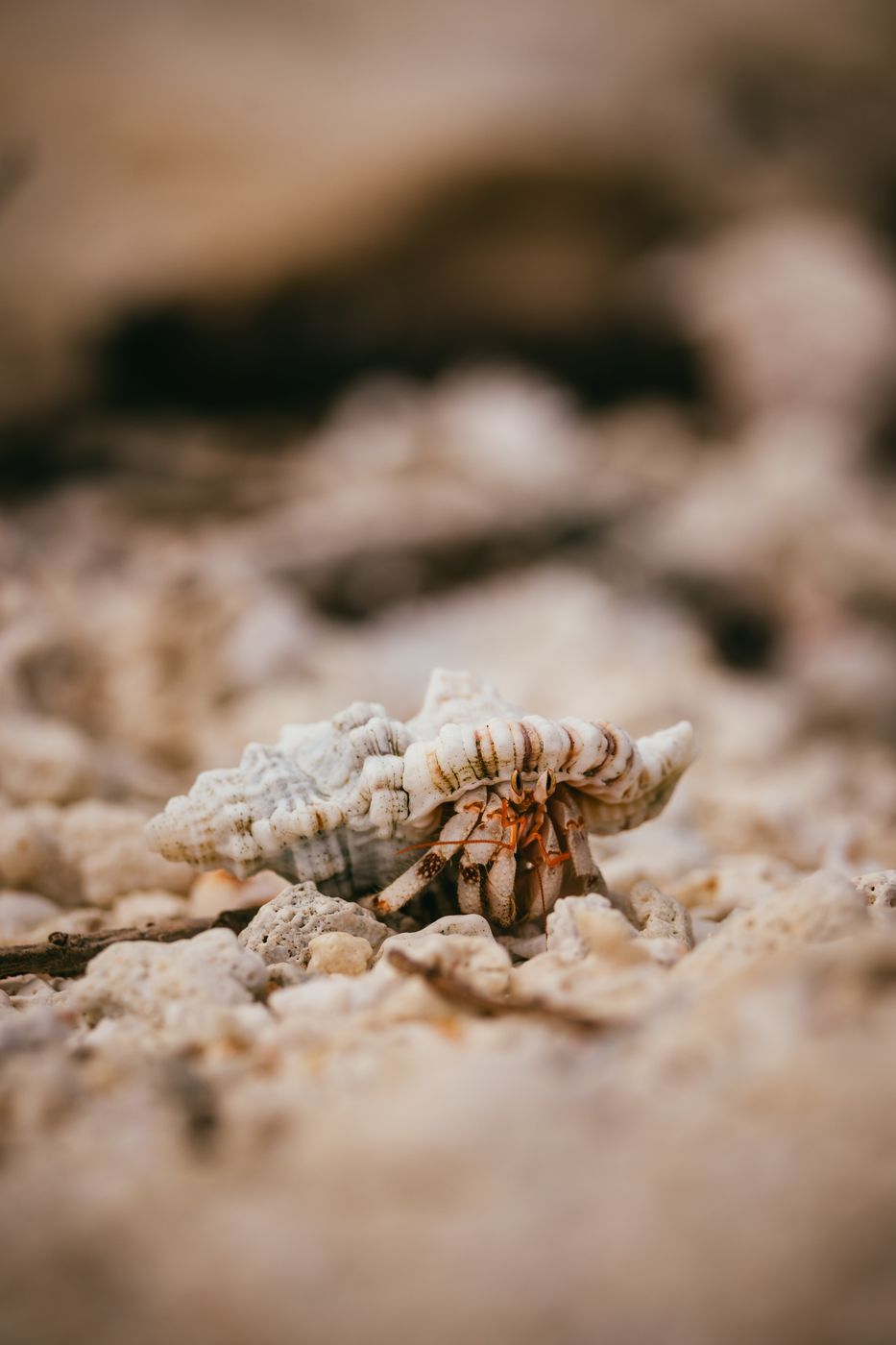 Crabs on Sandbank near Nanuku Island, Fiji