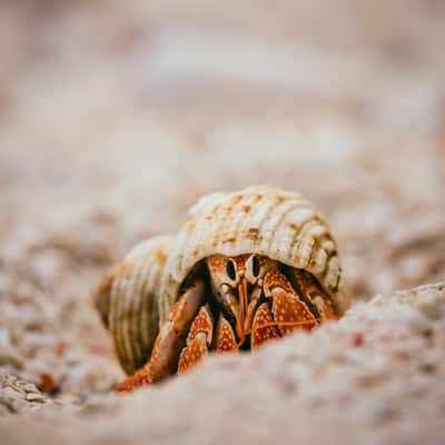 Crabs on Sandbank near Nanuku Island, Fiji