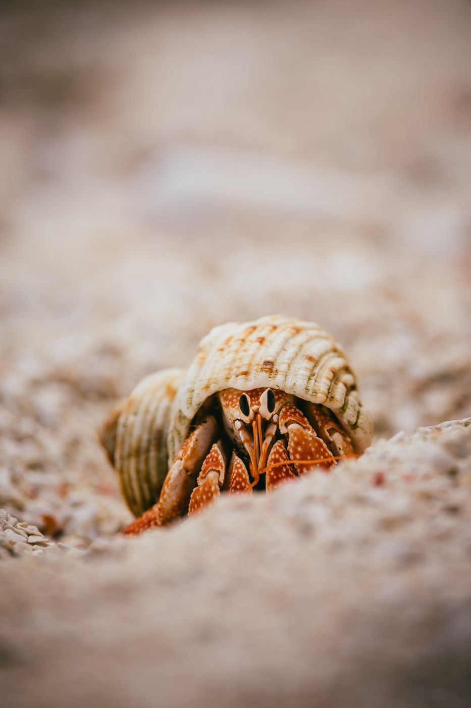 Crabs on Sandbank near Nanuku Island, Fiji