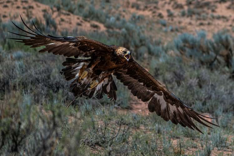 Eagle hunter, Issyk-Kul Region