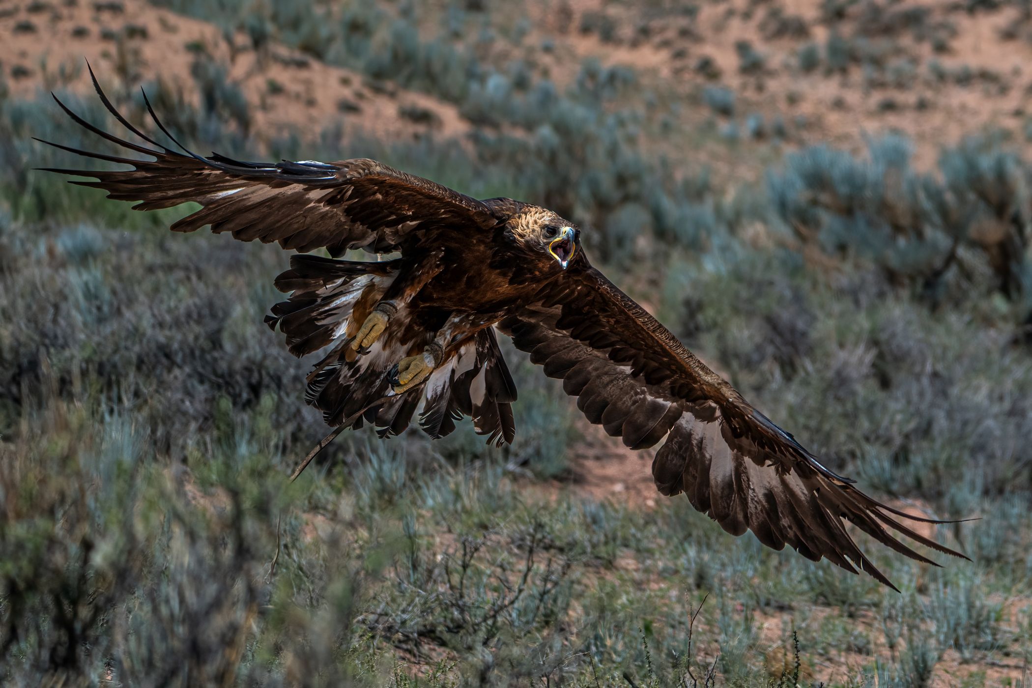 Eagle hunter, Issyk-Kul Region, Kyrgyz Republic