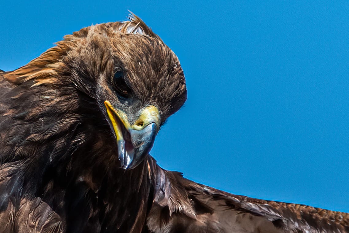 Eagle hunter, Issyk-Kul Region, Kyrgyz Republic