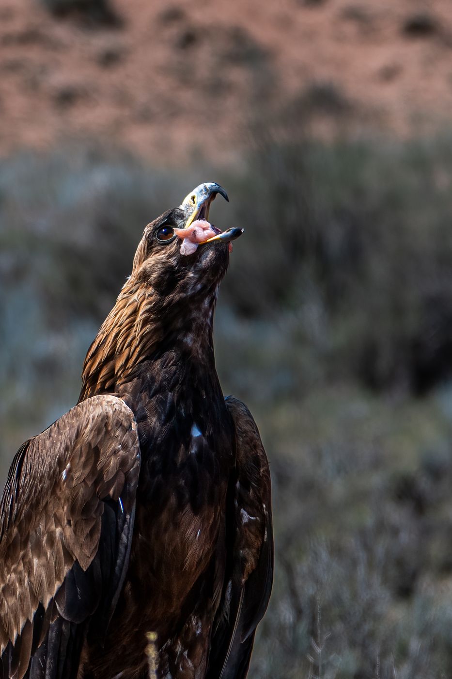 Eagle hunter, Issyk-Kul Region, Kyrgyz Republic
