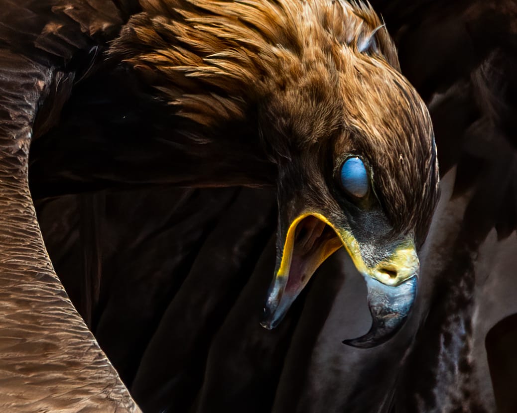 Eagle hunter, Issyk-Kul Region, Kyrgyz Republic