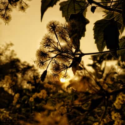 evening flora . gas field sylhet photo by oviul maruf, Bangladesh