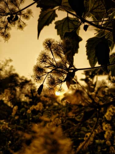 evening flora . gas field sylhet photo by oviul maruf
