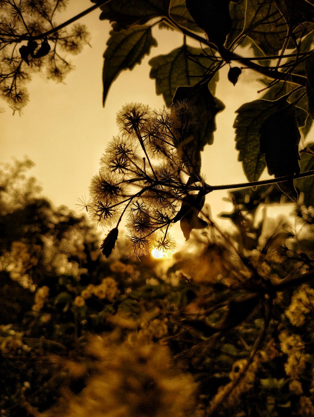 evening flora . gas field sylhet photo by oviul maruf, Bangladesh