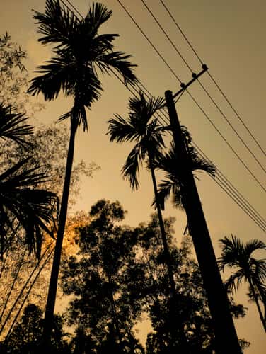 evening flora . gas field sylhet photo by oviul maruf