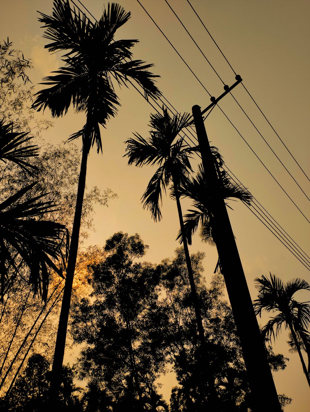 evening flora . gas field sylhet photo by oviul maruf, Bangladesh
