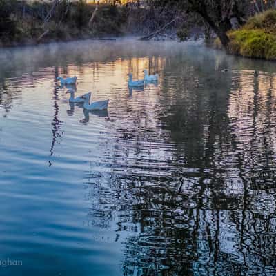 Geese in the Castlereagh River, Coonabarabran, NSW, Australia