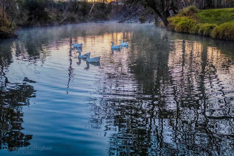 Geese in the Castlereagh River, Coonabarabran, NSW