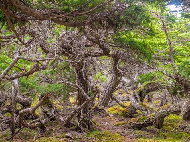 Glen Alps Trails