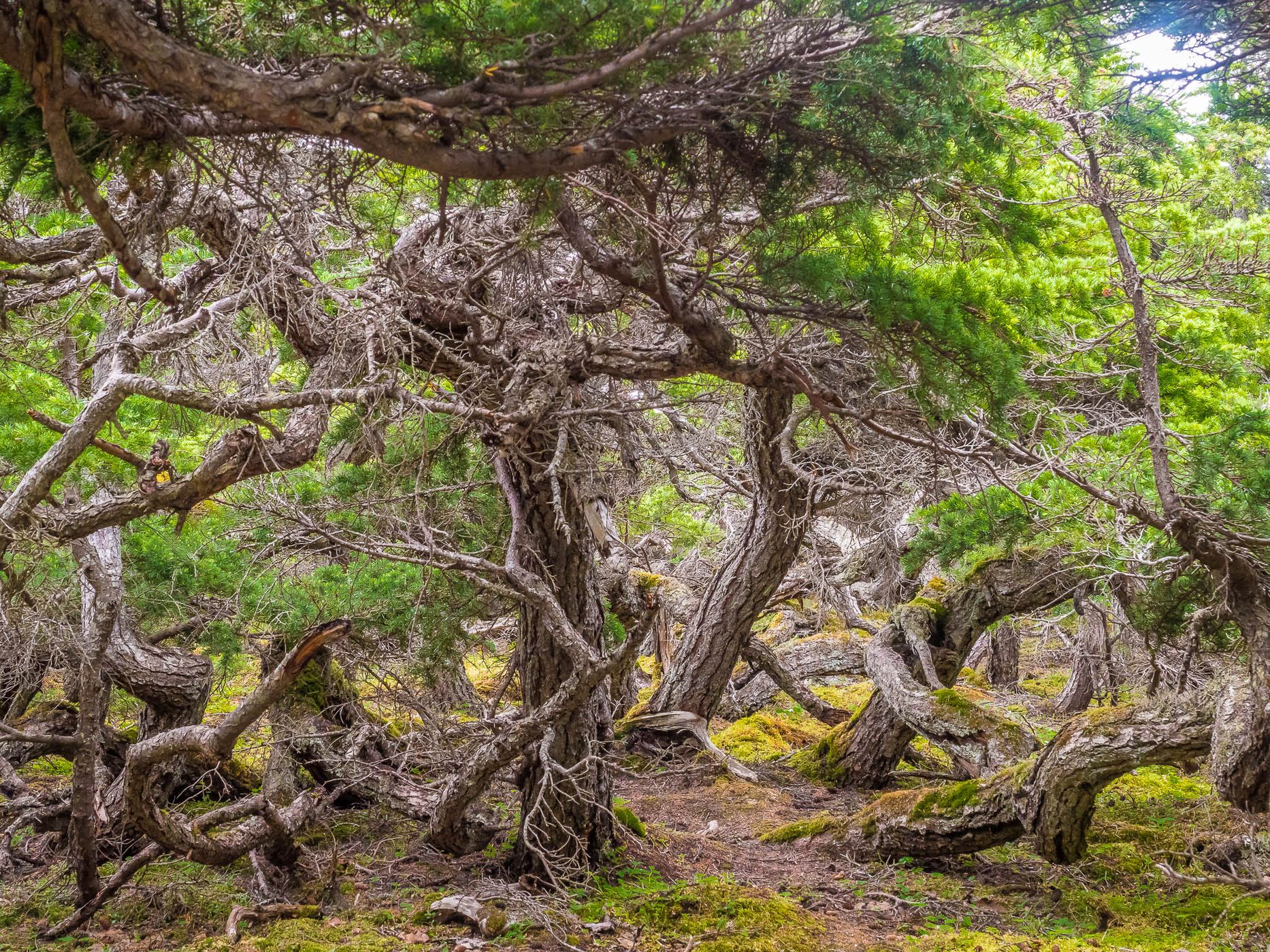 Glen Alps Trails, USA