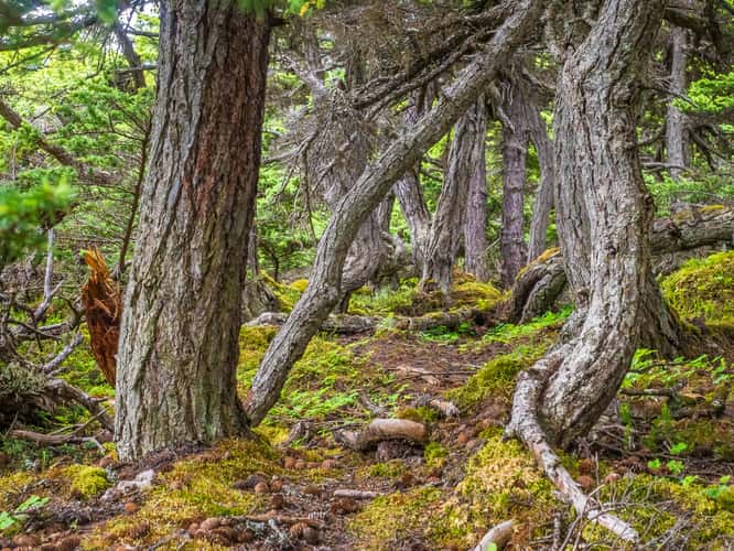 Glen Alps Trails