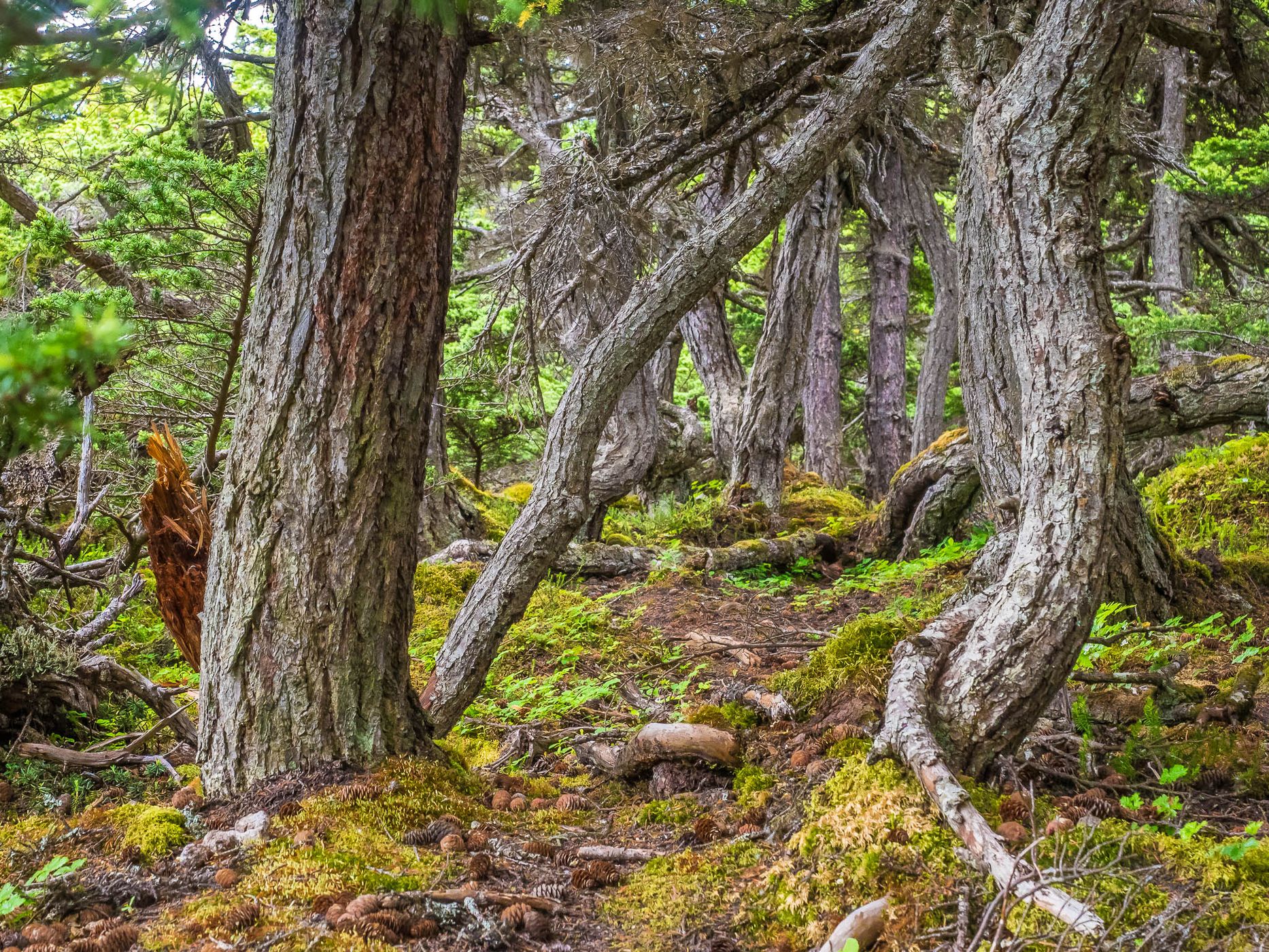 Glen Alps Trails, USA
