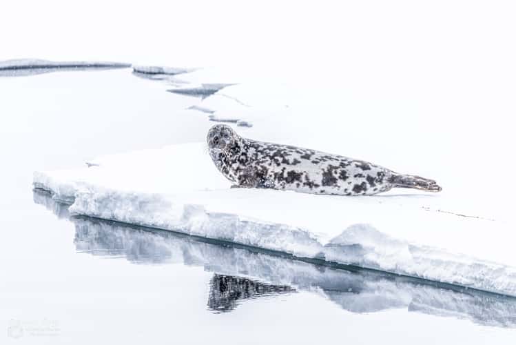 In the pack ice above 80 degrees latitude near Svalbard
