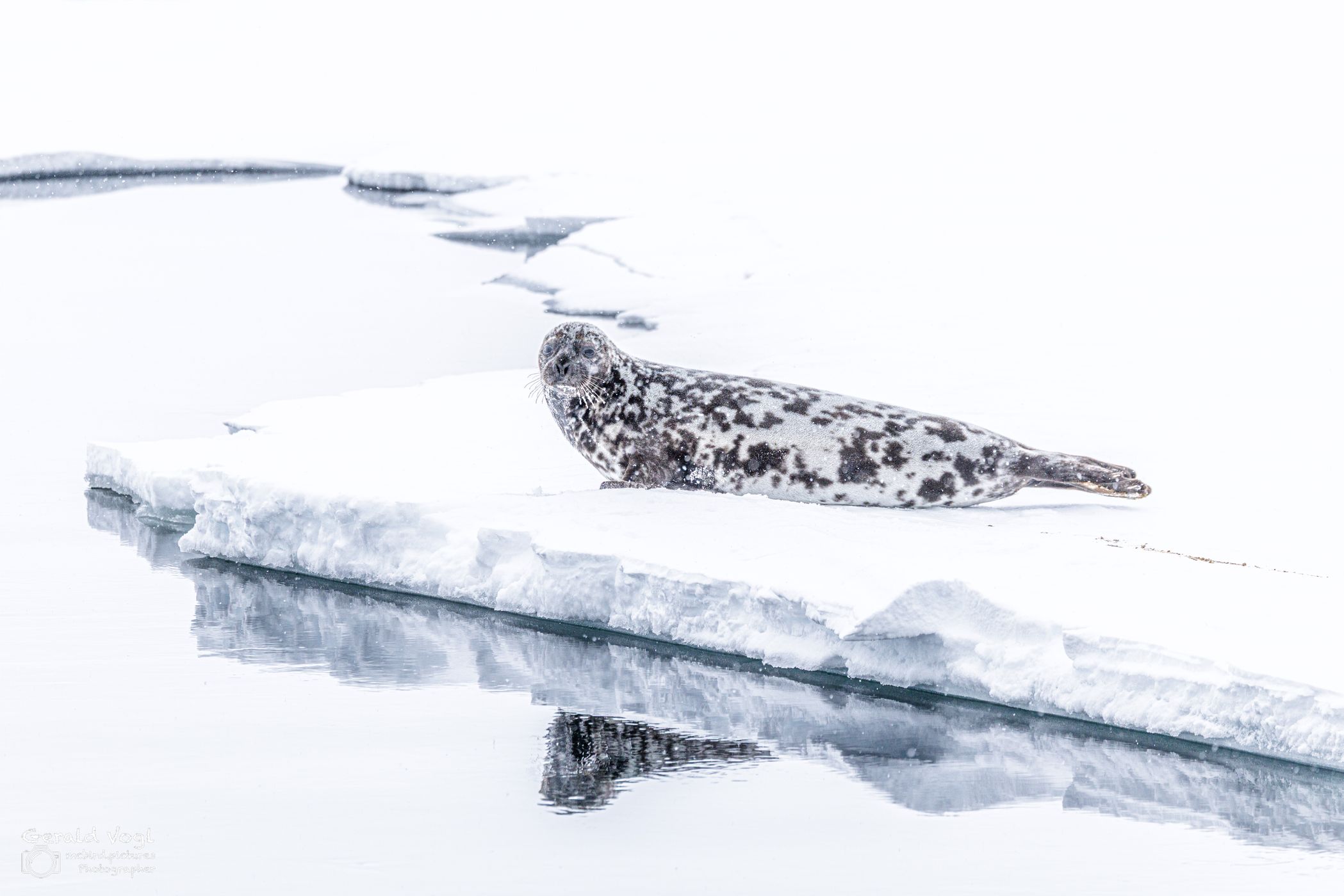 In the pack ice above 80 degrees latitude near Svalbard, Svalbard & Jan Mayen Islands