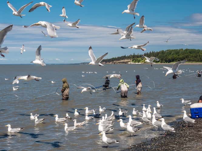 Kasilof Beach Dipnetting