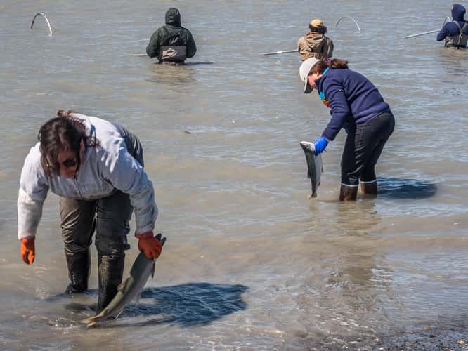 Kasilof Beach Dipnetting