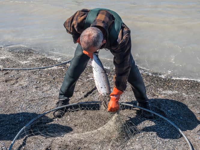 Kasilof Beach Dipnetting